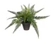 Kunstplant Mica Varen groen in pot Stan grijs 38x50cm