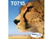 Multipack 4-colours T071 EasyMail