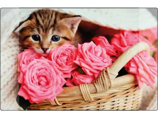 Bureauonderlegger Kangaro PP 38x58cm kitten - 1