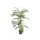 Palm Areca Golden Cane 150 Cm