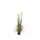 Pluimgras Foxtail 120cm