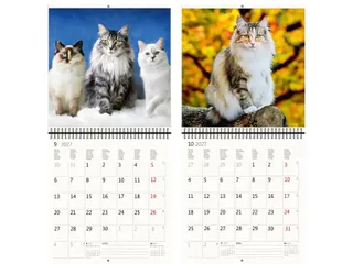 Kalender 2027 Helma 365 30x30cm katten - 5