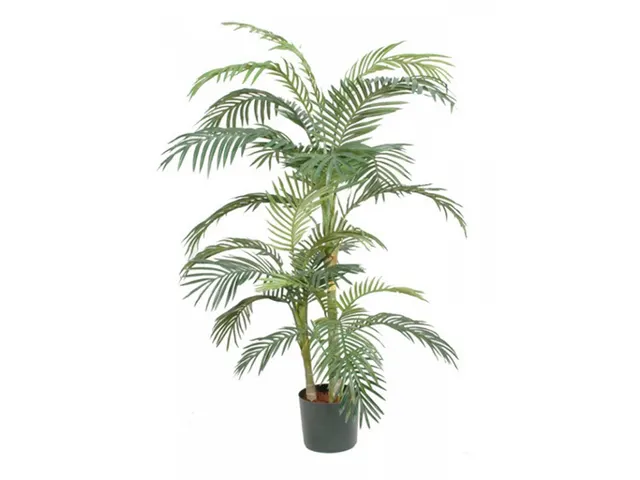 Palm Areca Golden Cane 150 Cm