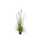 Pluimgras Foxtail 150cm