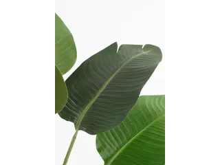 Kunstplant Mica Bananen boom in plastic pot 180x30cm - 4