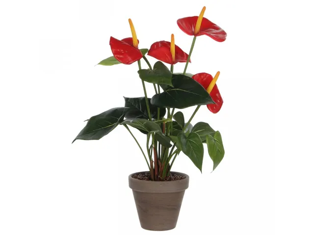 Vepa Bins Anthurium