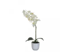 Phalaenopsis orchidee 60cm