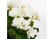 Kunstplant Mica Begonia wit in pot Stan grijs 25x30cm