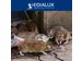 Quicksnap Rattenval, Promopack 2+1 Stuks