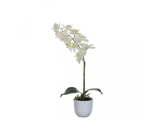 Phalaenopsis orchidee 60cm - 1