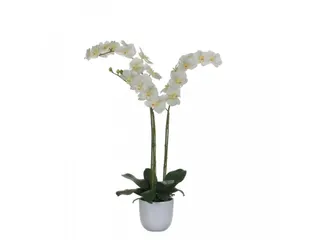 Phalaenopsis orchidee 100cm - 1