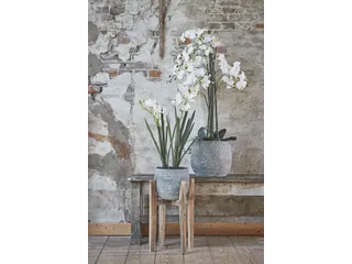 Kunstplant Mica Phalaenopsis orchidee wit in plastic pot 79x51cm - 6