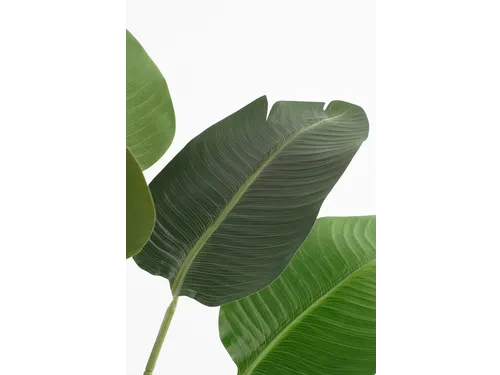 Kunstplant Mica Bananen boom in plastic pot 180x30cm