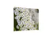 Scheidingswand Textiel 150x150cm Witte Bloem Spirea