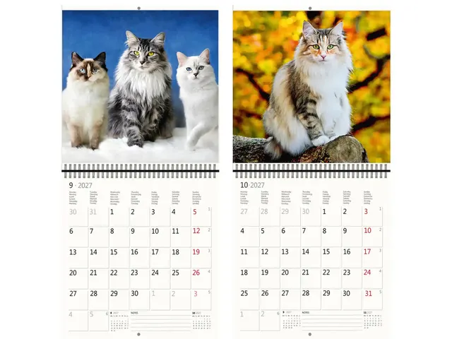Kalender 2027 Helma 365 30x30cm katten