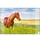 Bureauonderlegger Kangaro PP 38x58cm paard
