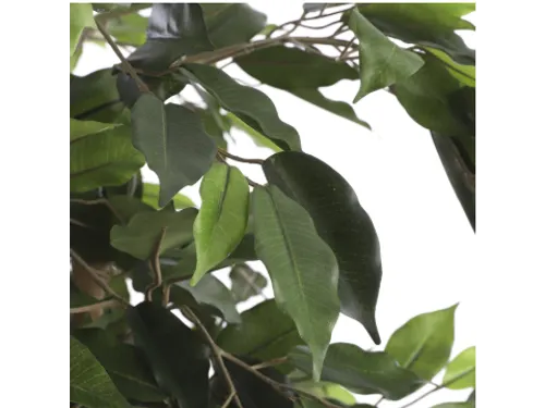 Kunstplant Mica Ficus groen in pot 85x150cm