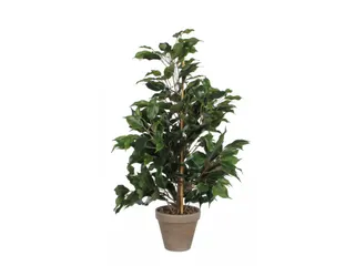 Ficus Exotica 65cm - 1
