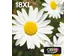 Multipack 4-colours 18XL EasyMail