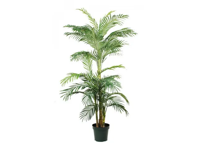 Palm Areca Golden Cane 190 cm