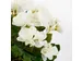 Kunstplant Mica Begonia wit in pot Stan grijs 25x30cm