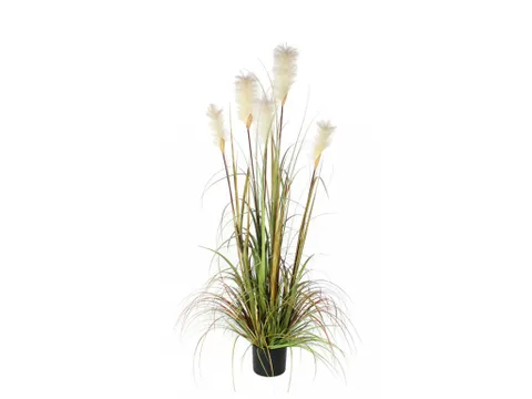 Pluimgras Foxtail 150cm