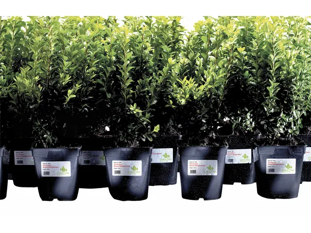 Weerbestendige etiketten Avery 99.1x139mm Polyester Wit 80 stuks