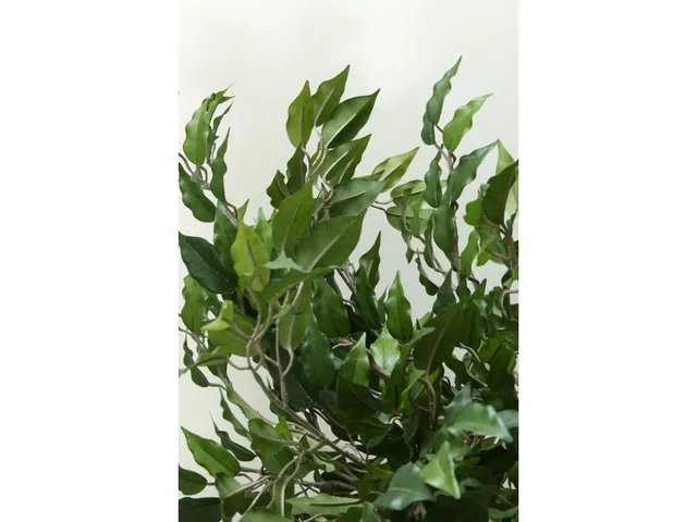 Ficus Benjamina Groen 210cm Exclusief Sierpot