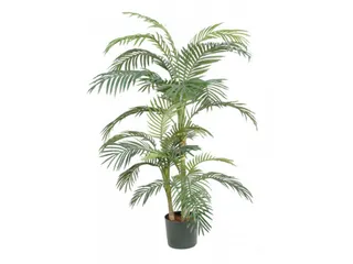 Palm Areca Golden Cane 150 Cm - 1