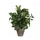 Kunstplant Mica Syngonium groen in pot 35x25cm