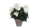 Kunstplant Mica Begonia wit in pot Stan grijs 25x30cm