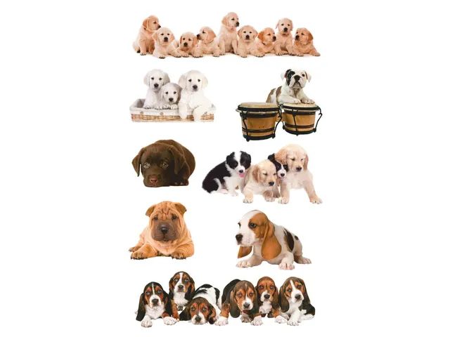 papieretiket Z-design Kids pakje a 3 vel honden foto