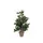 Ficus Exotica 65cm