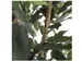 Kunstplant Mica Ficus groen in pot 85x150cm
