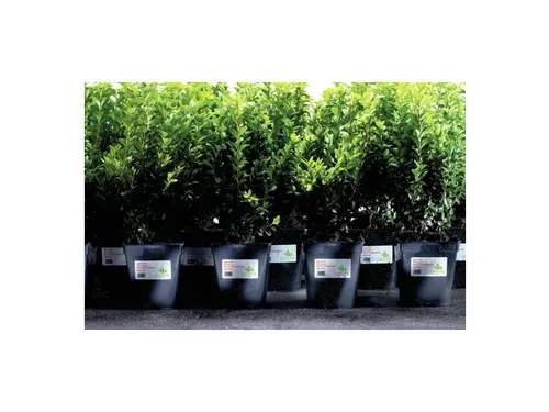 Weerbestendige etiketten Avery 99.1x42.3mm Polyester wit 240 stuks