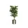 Ficus Benjamina Groen 210cm Exclusief Sierpot