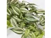 Kunstplant Mica Tradescantia hangend groen 45x25cm