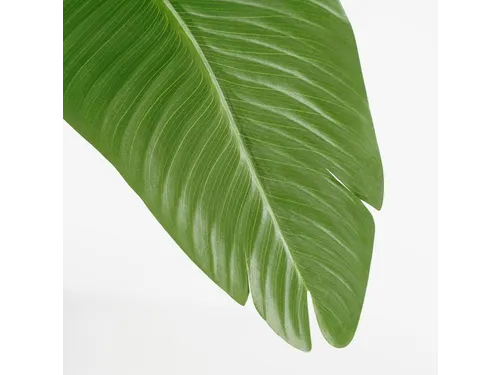 Kunstplant Mica Bananen boom in plastic pot 180x30cm