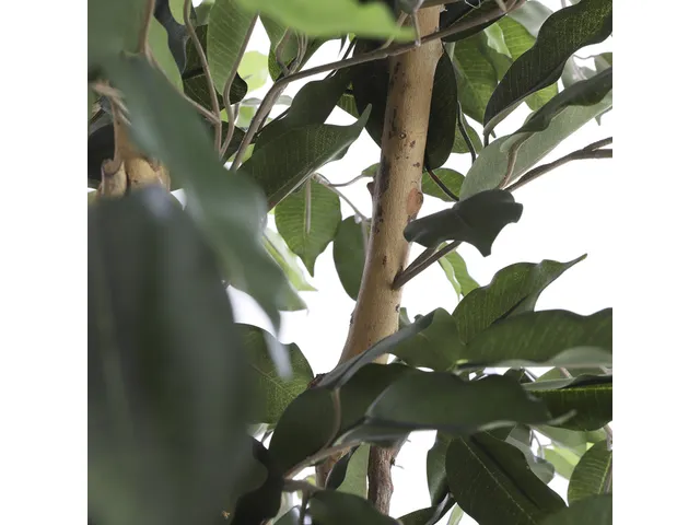 Kunstplant Mica Ficus groen in pot 85x150cm