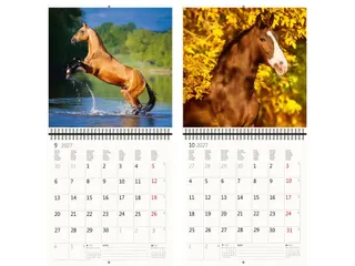 Kalender 2027 Helma 365 30x30cm paarden - 5