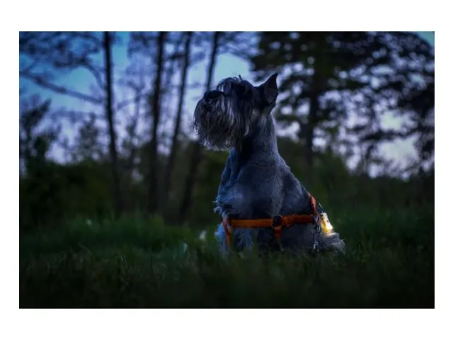 Zippy Multi zaklamp mini rood