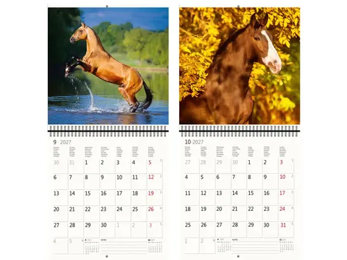 Kalender 2027 Helma 365 30x30cm paarden