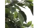 Kunstplant Mica Ficus groen in pot 85x150cm