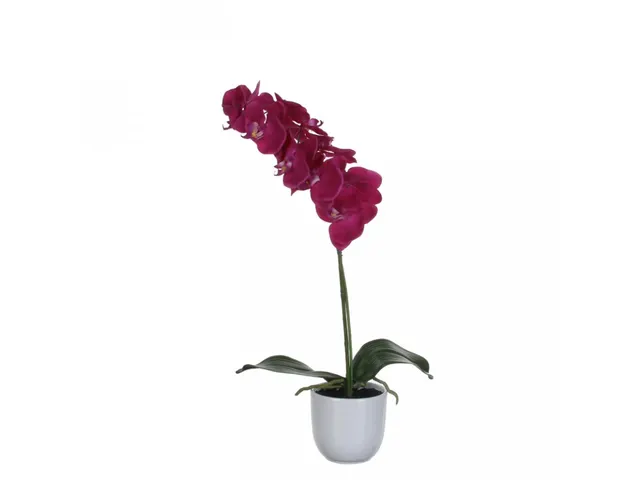 Phalaenopsis orchidee 60cm