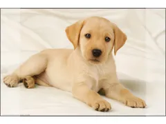 Bureauonderlegger Kangaro PP 38x58cm dessin Labrador wit