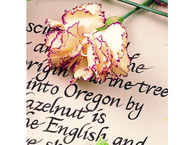 Fineliner Staedtler Pigment 308 0,1mm noir