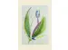 Aquarelpapier da capo 50x65 cm 165 g/m2pak 25 vel VF5003330