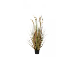 Pluimgras Dogtail 120 cm - 1