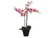 Kunstplant Mica Phalaenopsis orchidee roze in plastic pot 79x51cm