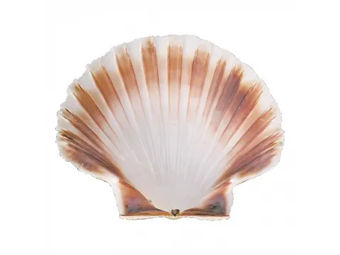 Oesterschelp natuur